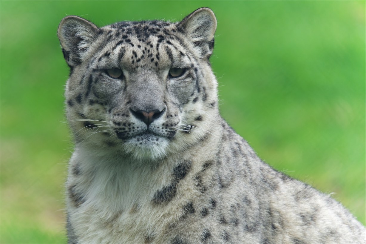 Snow Leopard 2 0506